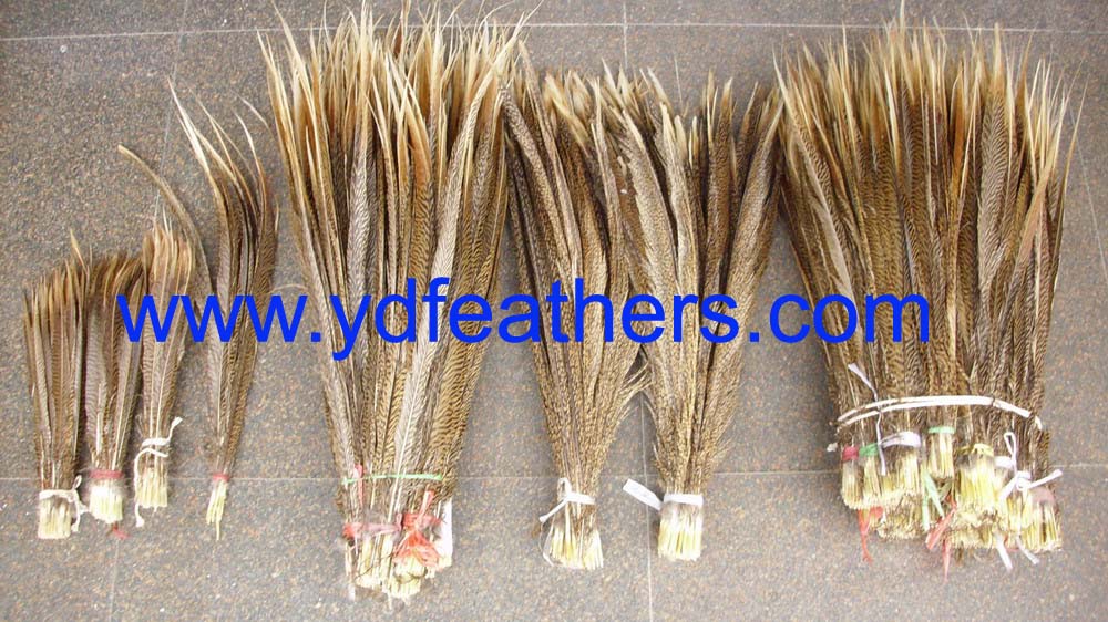 Golden pheasant tail feathers