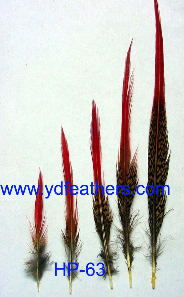 Golden pheasant red tips feather