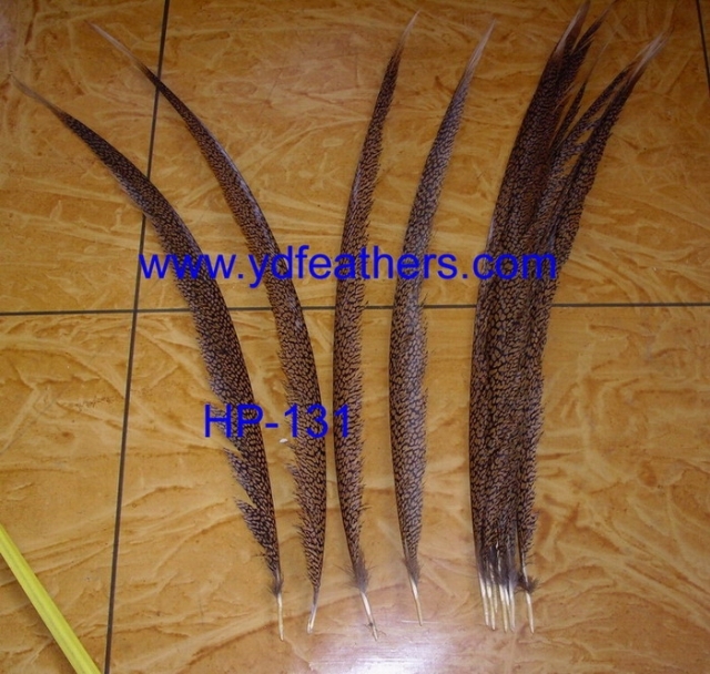 Golden Pheasant Ceter Tail Feathers