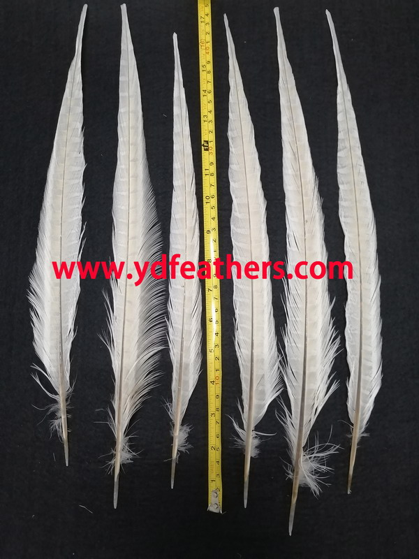 Bleached Ringneck Pheasant Tail Feather