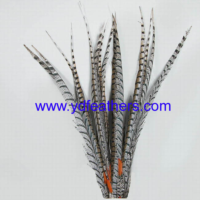 Lady amhurst pheasant tail feather