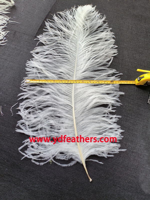 Perfect Ostrich Feather 55-60cm From China