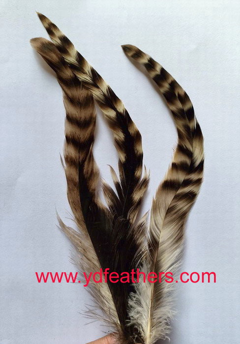 Chinchilla Rooster/Coque/Cock Tail Feather