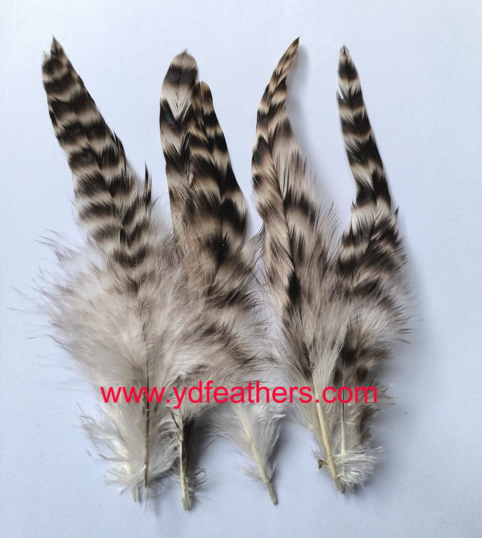 Cock Schlappens,Chinchilla Feather