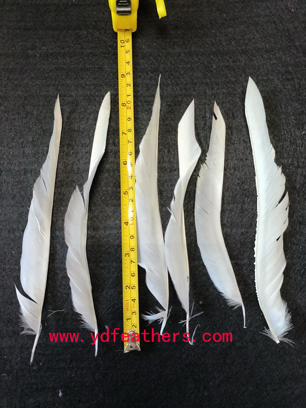 HP-72(Stripped Hard Goose Wings Feather)