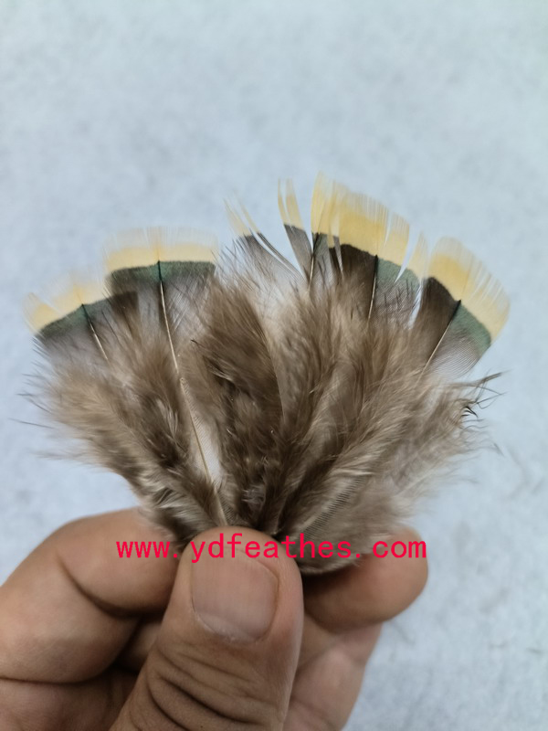 HP-5(Lady Amhurst Pheasant Yellow Body Feather)