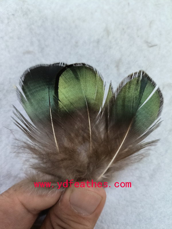 HP-8(Lady Amhurst Pheasant Green Body Feather)