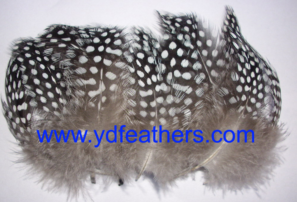 HP-2B(Guinea Fowl Big Spot Feather)