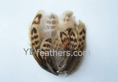 HP-69(Female Ringneck Pheasant Body Feather)