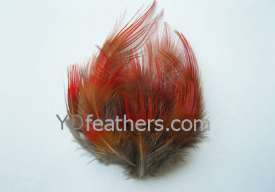 HP-3(Golden Pheasant Red Body Feather)