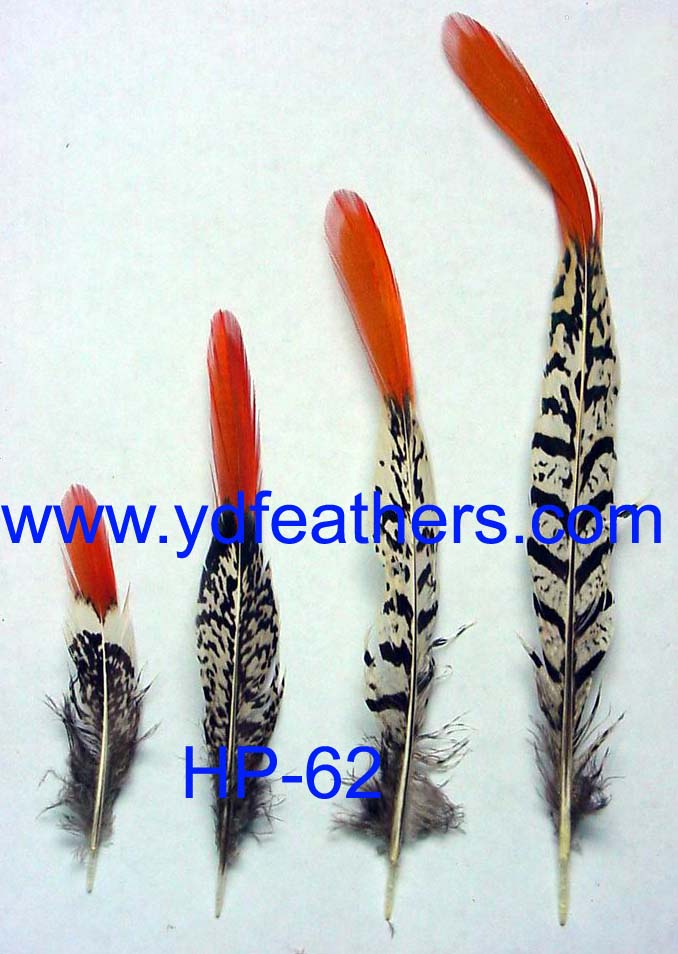 HP-62(Lady Amhurst Pheasant Red Top Tail Feather)