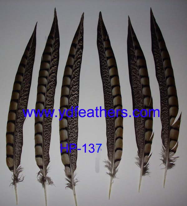HP-137(Lady Amhurst Pheasant Tail Feather)