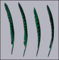 HP-40(Lady Amhurst Pheasant Plume Feather)