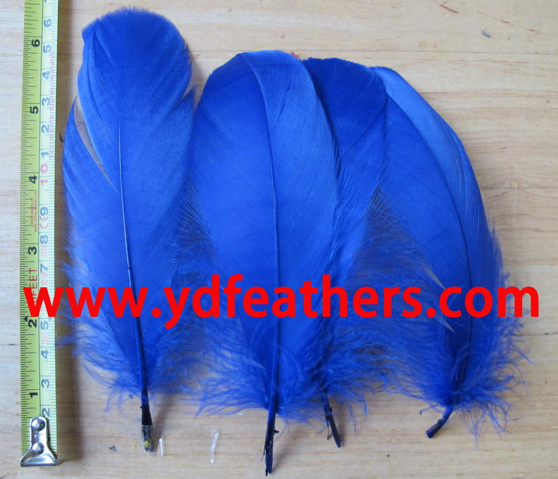 Dyed Blue Goose Nagoires Feather 5