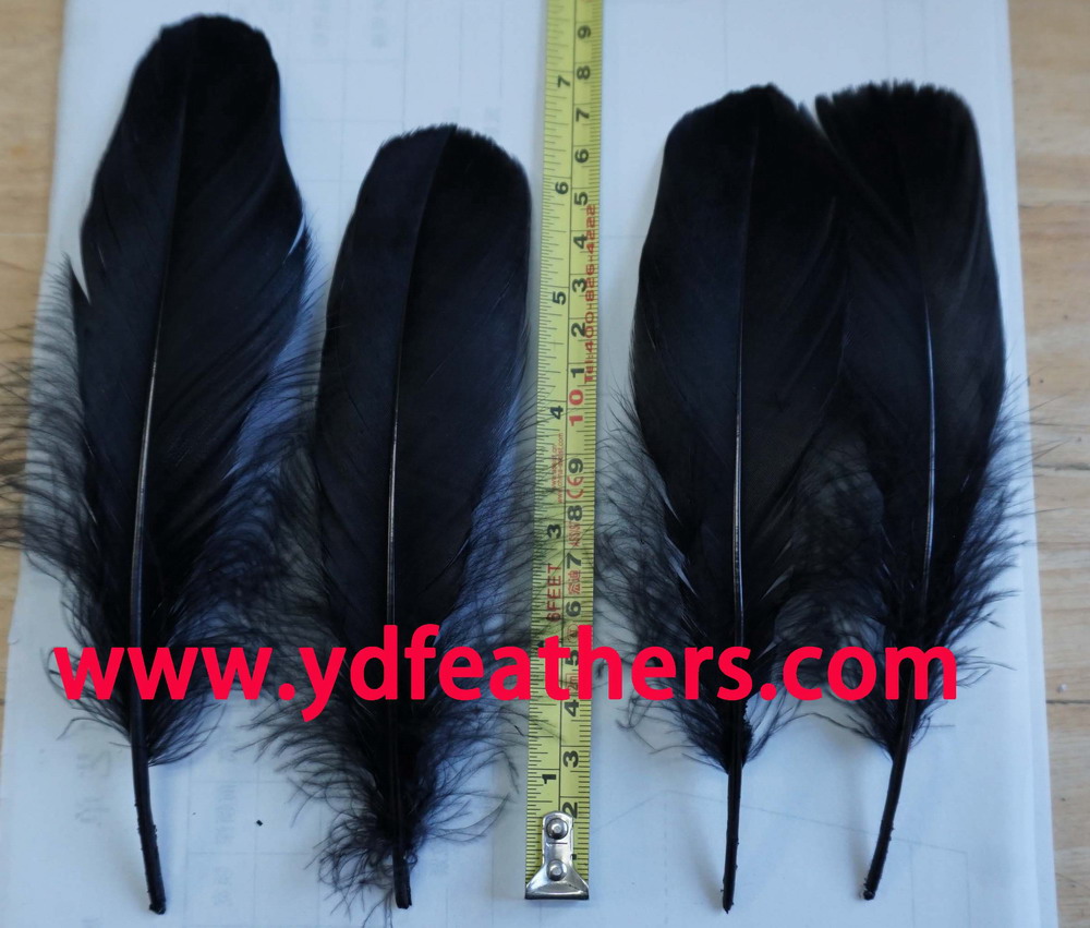 Dyed Black Goose Nagoires Feather 5