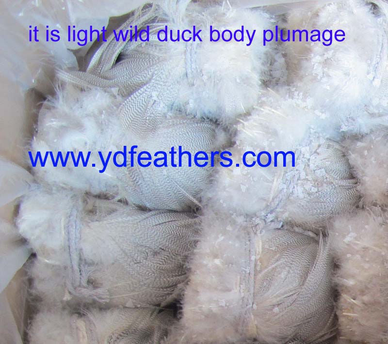 Wild Duck Light Body Plumage