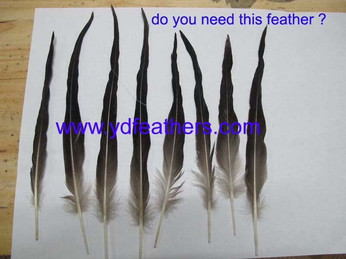 Wild Duck Pionard Feather