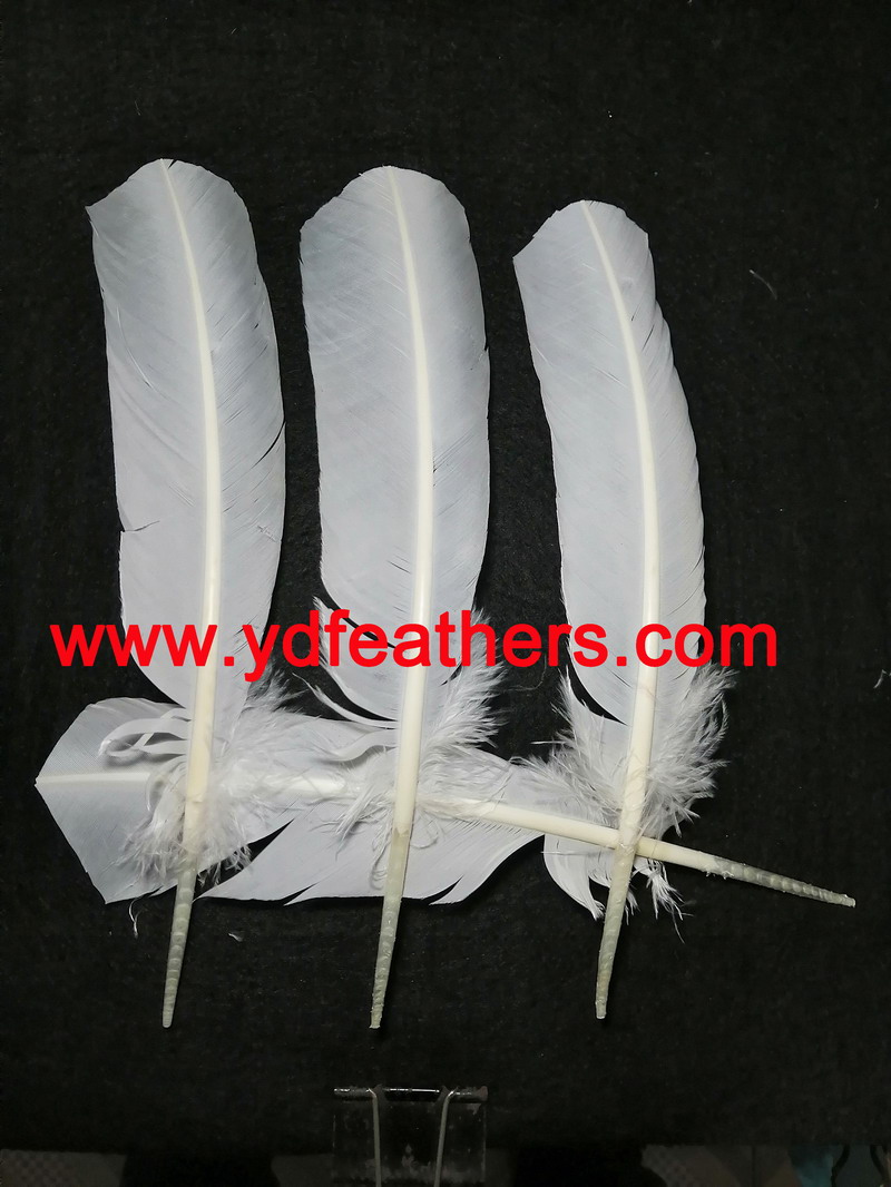 White Turkey Rounds Quill Feathers