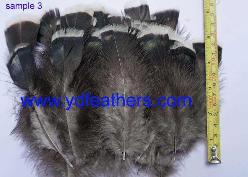 Bronze Turkey Feather 3