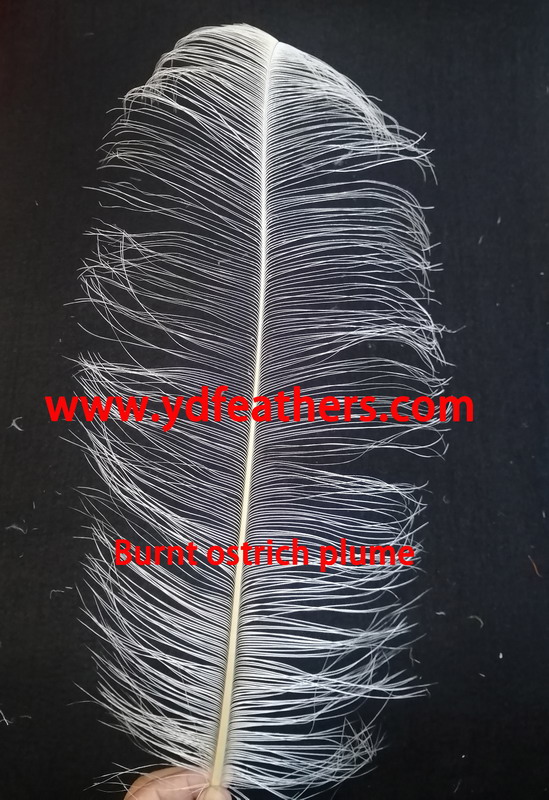 Burnt Ostrich Feather/Plume 50-55cm