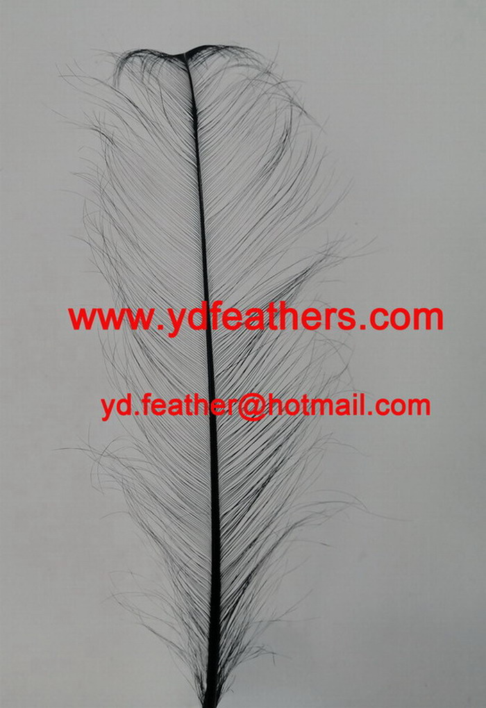 Burnt Ostrich Feather 50-55cm Dyed Black