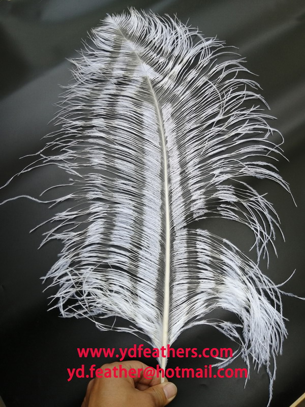 Burnt Ostrich Feather (spaced effect)