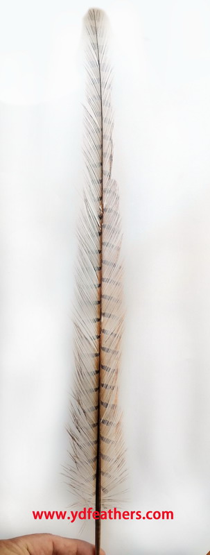 Burnt Ringneck Pheasant Tail Feather 16-18