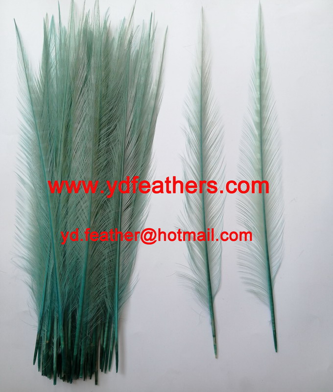 Burnt Ringneck Pheasant Tail Feather Dyed Green