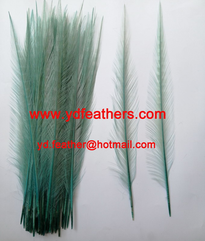 Burnt Ringneck Pheasant Tail Feather Dyed Green