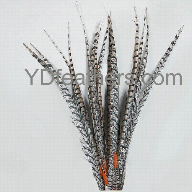 Lady amhurst pheasant tail