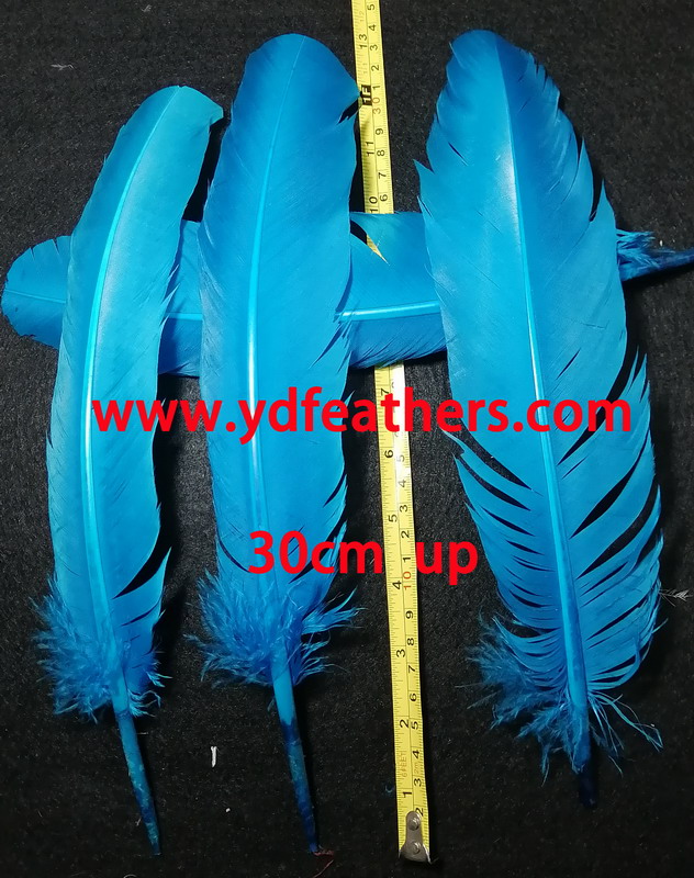 Blue Turkey Rounds Quill Feathers 