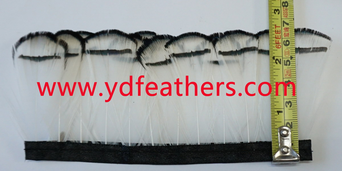 PF-025B(lady amhurst pheasant head feather fringe)